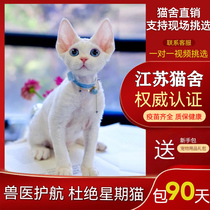 Devin curly cat young cat Devin cat pure breed Cornies curly cat not dropping Mao cat Pets pet cat living blue eyes