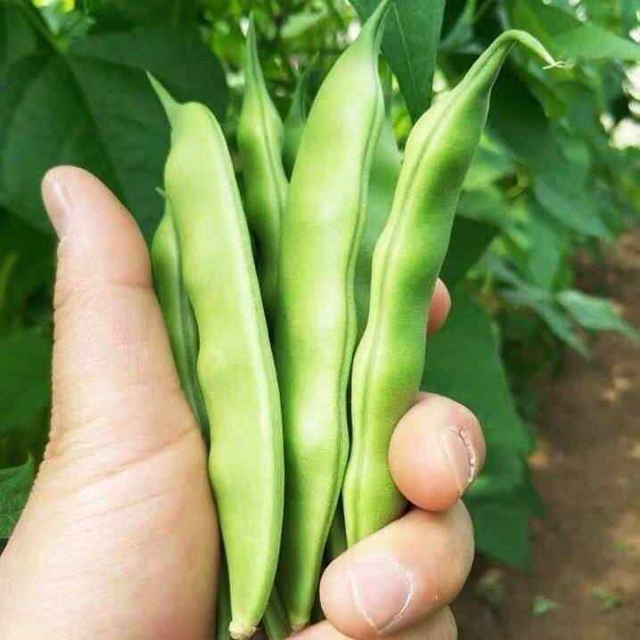 九月青种子东北油豆角种子将军豆红绿油豆小油豆芸豆蔬菜籽易种