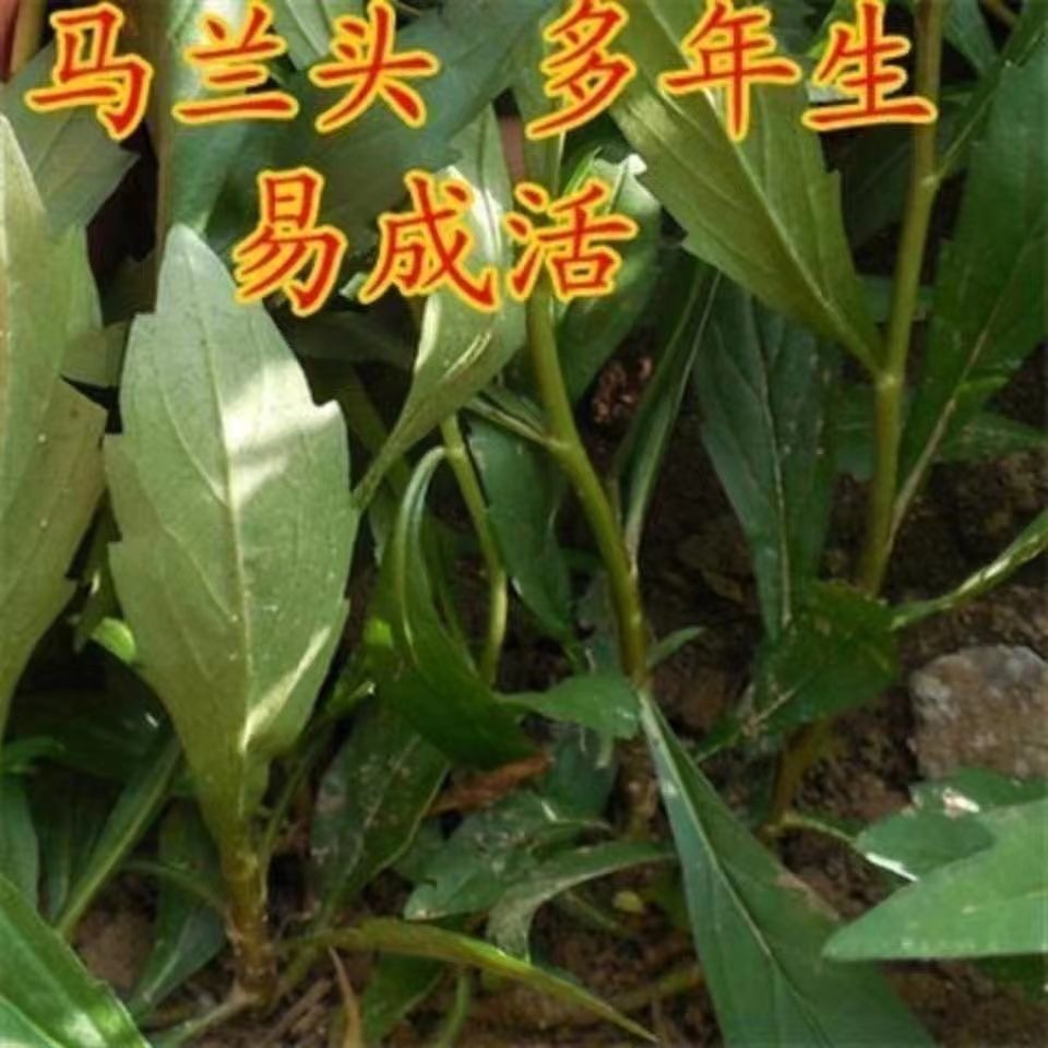 野生马兰头种子 食用野菜四季播种易种鸡毛菜阳台盆栽 马齿苋包邮 - 图0