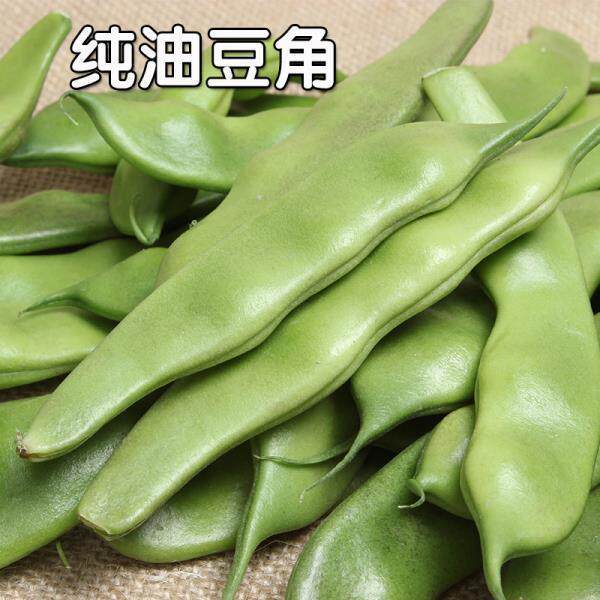 九月青种子东北油豆角种子将军豆红绿油豆小油豆芸豆蔬菜籽易种