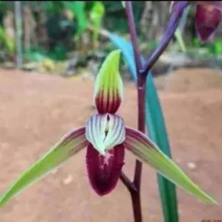 新品带花苞兰花苗精品花卉【大红大紫】当年开花浓香型盆栽植物 - 图0