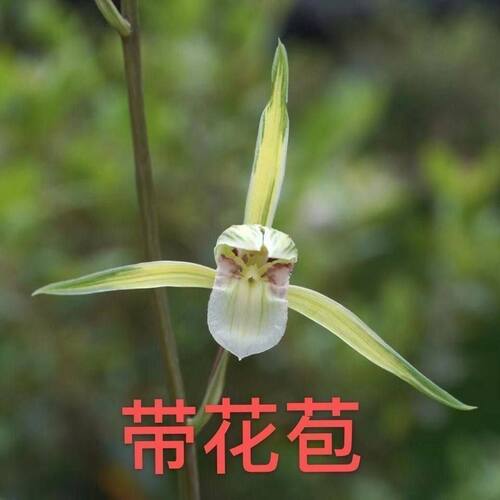 带花苞浓香型盆栽名品细叶寒兰【红尘梦】兰花苗室内室外花卉大全 - 图0