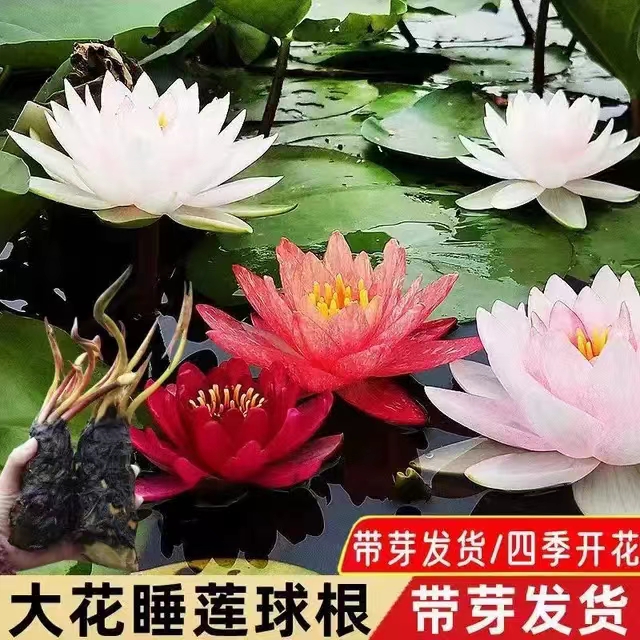 睡莲根块四季莲花盆栽水养庭院池塘花卉荷花睡莲根茎 - 图1