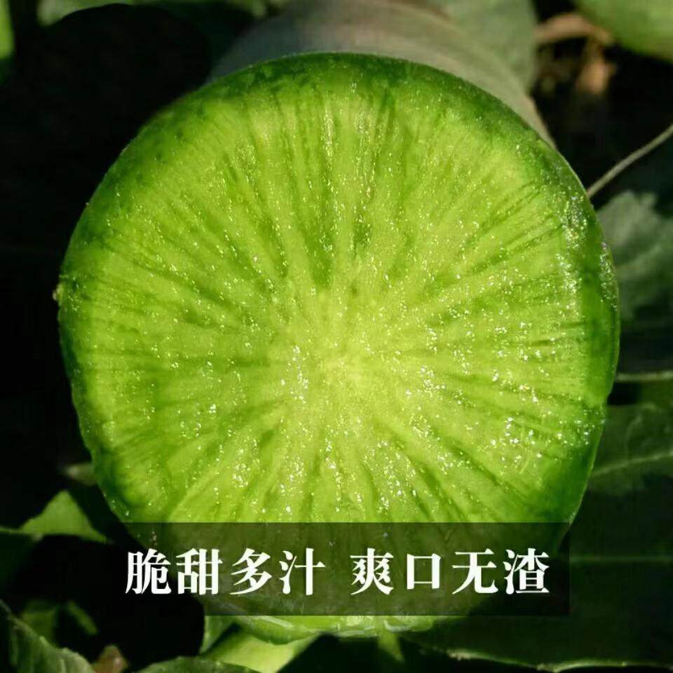 正宗天津沙窝萝卜水果萝卜甜脆水果型新鲜青萝卜生吃非潍坊罗卜,淘宝优惠券,粉丝福利购,淘宝优惠卷