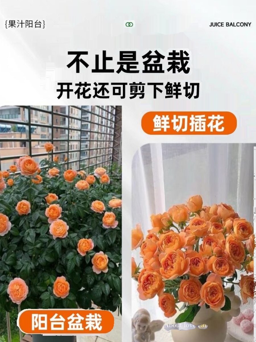 玫瑰花树苗老桩月季花苗特大花盆栽四季开花卉红蔷薇多色果汁阳台 - 图0