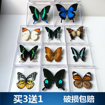 Kindergarten Teaching Aids Genuine Butterfly Specimens Already Spread the Wings Varieties can shoot props from the selection of diy