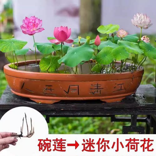 水培碗莲种藕小型荷花成品苗正宗碗莲根茎四季室内外睡莲水养花卉 - 图0