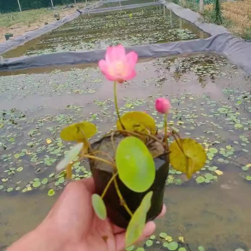 水培碗莲种藕小型荷花成品苗正宗碗莲根茎四季室内外睡莲水养花卉 - 图1