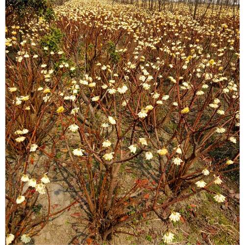 结香花苗梦花树苗金腰带打结花梦冬花浓香花卉庭院植物盆栽绿化苗 - 图1