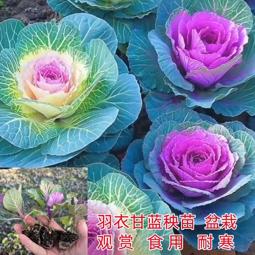 羽衣甘蓝苗秧苗观赏食用粉红青绿紫叶牡丹盆栽四季耐寒老桩盆景花 - 图2