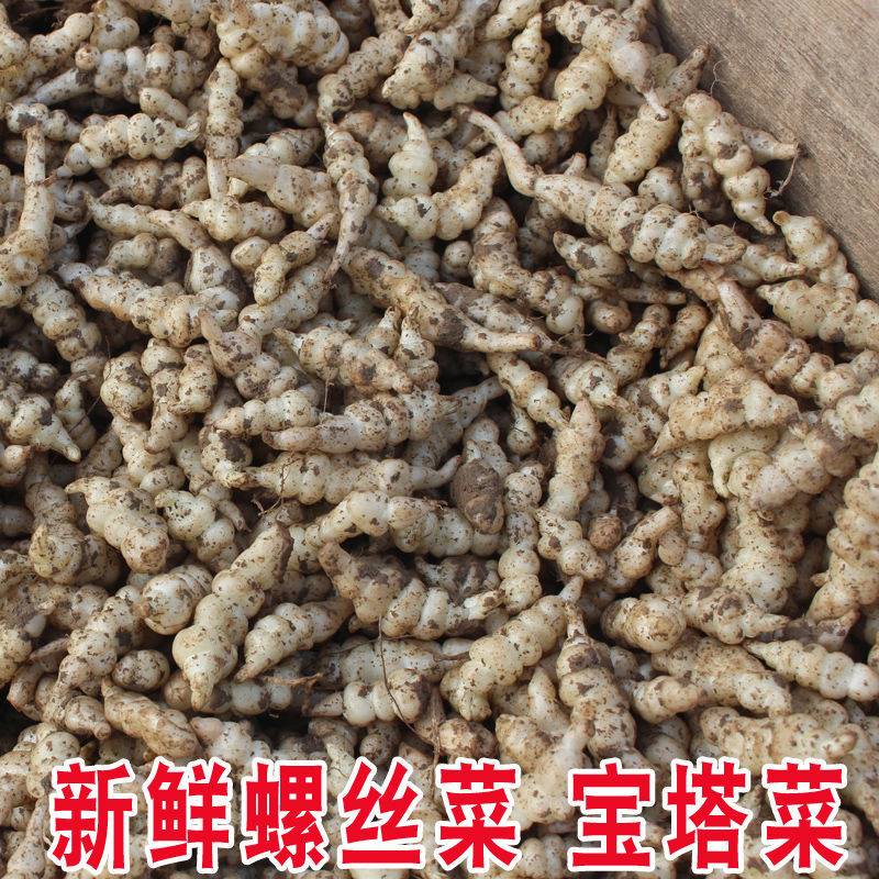 地环种子现挖螺丝菜宝塔菜地蚕种子地牯牛可种植腌制农家泡酱菜Q - 图0