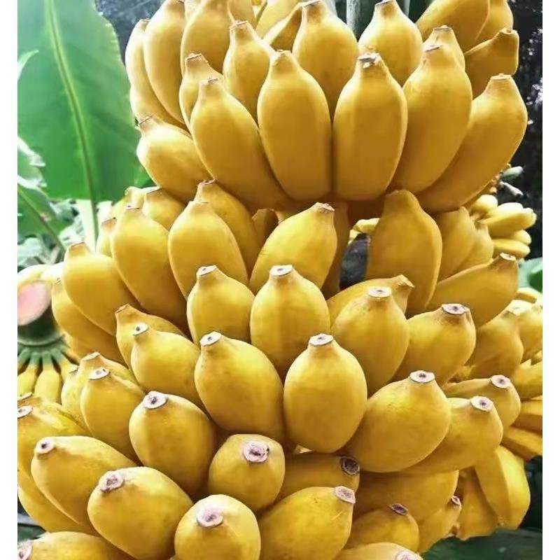 云南皇帝蕉香蕉banana帝王焦小米蕉9斤新鲜水果10自然熟整箱5,淘宝优惠券,粉丝福利购,淘宝优惠卷