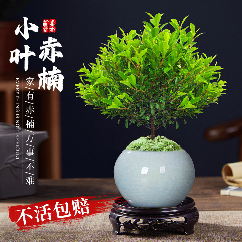 小叶赤楠盆景老桩植物办公室内绿植盆栽阳台好养紫檀桌面金丝楠木 - 图0