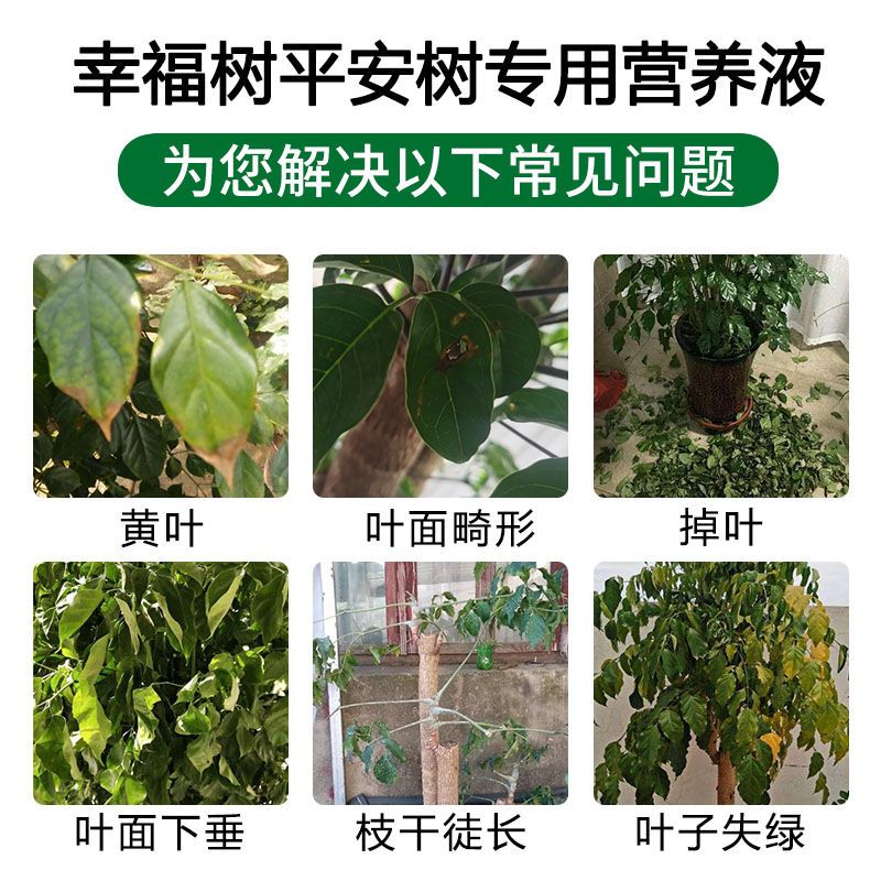 幸福树专用营养液黄叶干枝一喷绿平安树花肥料盆栽植物家用叶面肥 - 图2