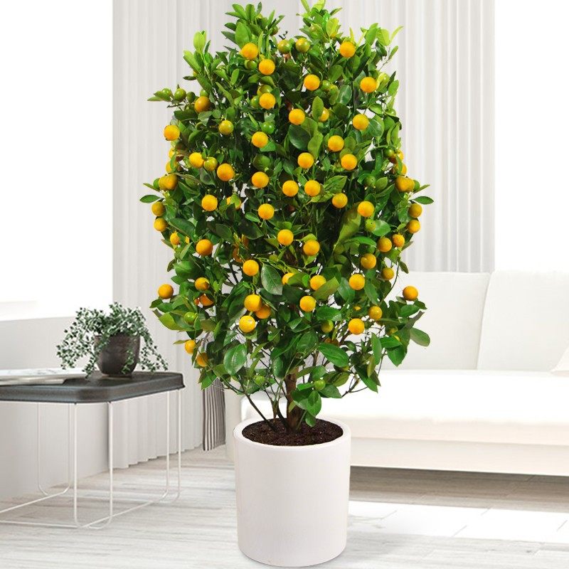 金桔树带果大树室内客厅盆栽观果植物金橘树盆景过年开业送礼年桔,淘宝优惠券,粉丝福利购,淘宝优惠卷