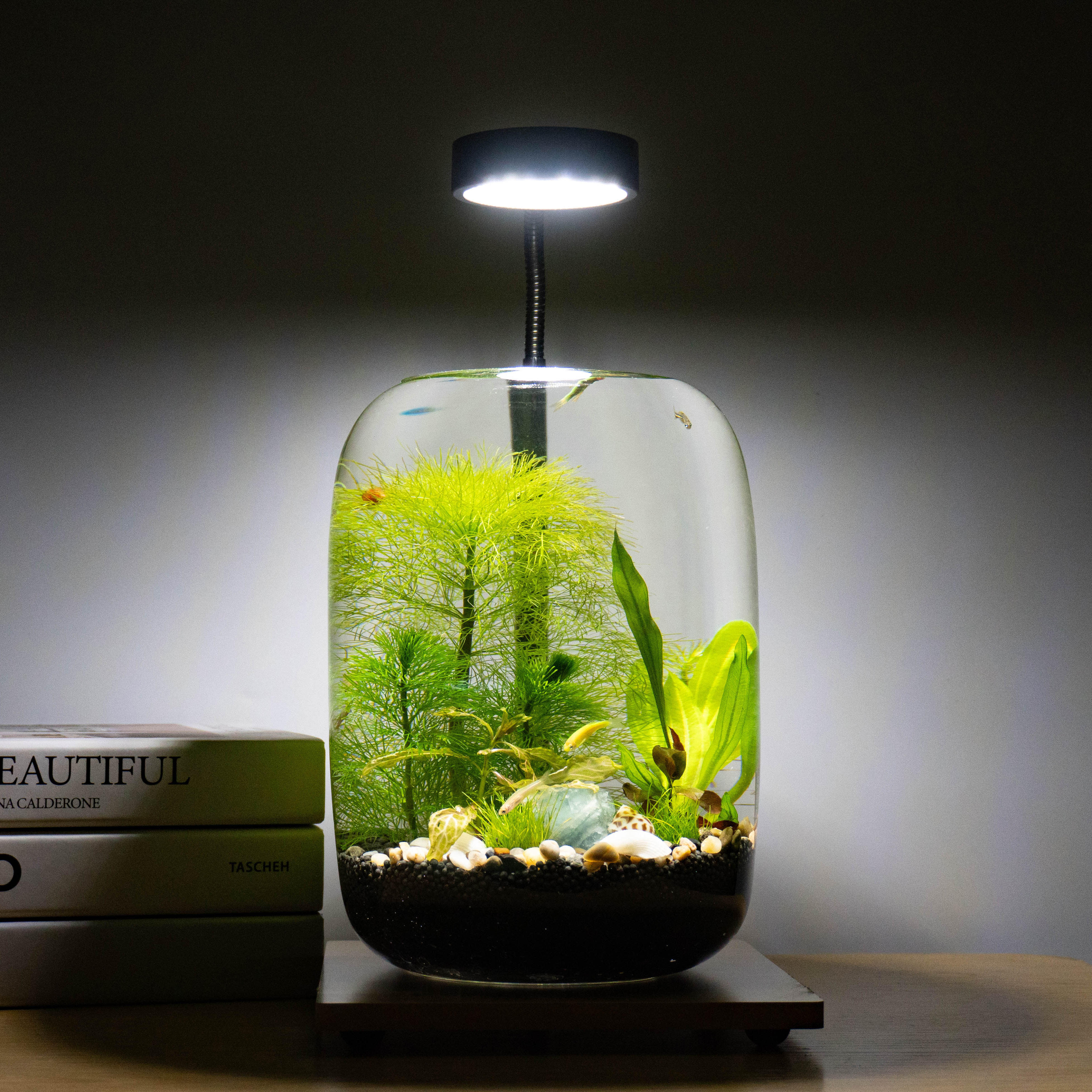 生态缸微景观生态缸水草小鱼鱼缸玻璃桌面虾办公室养鱼小鱼缸放松,淘宝优惠券,粉丝福利购,淘宝优惠卷