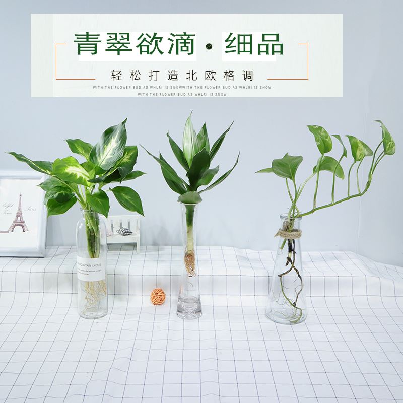 水养绿萝培植物室内绿箩盆栽鲜花卉发财树富贵竹白红掌水土生裸根-图2