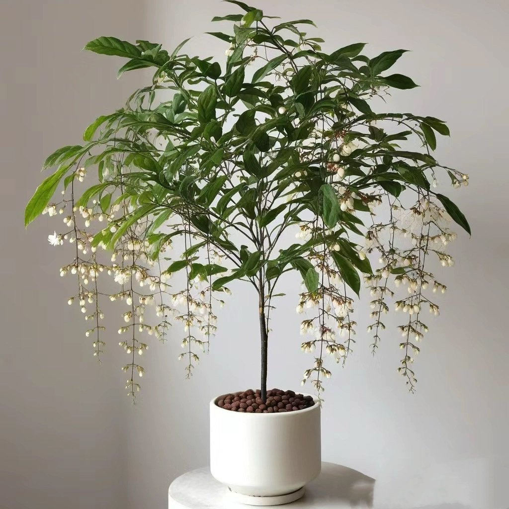 【两小时达】垂丝茉莉带花苞盆栽室内阳台垂钓生日开业乔迁送礼 - 图0