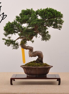 新品红木摆件底座j红酸枝木托架茶壶茶具奇石玉器花盆文玩微型盆