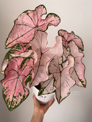 进口彩叶芋种球 泰彩种球 室内观叶植物白色恋人粉色飞溅 - 图2