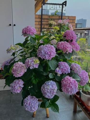 进口绣球盆栽 流星雨梦蝶 肯尼亚胡椒 多年生 耐热耐寒 - 图1