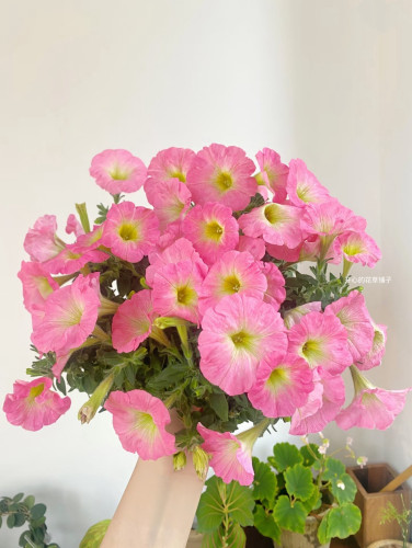 梦幻垂吊矮牵牛盆栽苹果花美声多年生花量大耐寒耐热庭院阳台花园 - 图3
