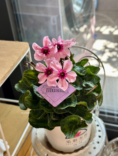 带花香仙客来盆栽带花丁香之青芳香之青耐寒冻多年生庭院阳台花园 - 图1