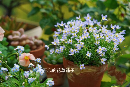 安徽羽叶报春 爆花能手 梦幻可爱庭院阳台 - 图2