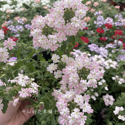 人气款！美女樱  耐热 多年生 花量巨大庭院阳台 - 图3