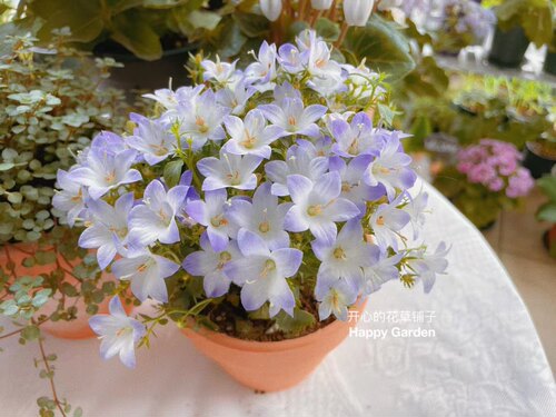 重瓣丹麦风铃草 开花多 浪漫 易养护带花苞仙气足 - 图3