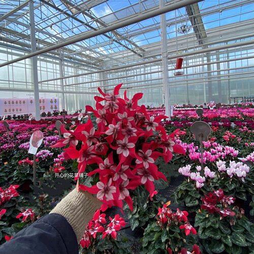 带花香仙客来盆栽带花丁香之青芳香之青耐寒冻多年生庭院阳台花园 - 图3