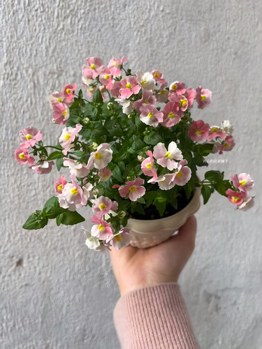 带花香！龙面花盆栽蓝宝石蓝白航路 耐寒 花期长 多年生庭院阳台 - 图3