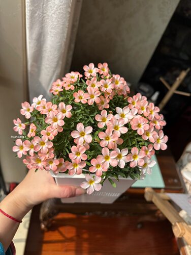 酢浆草多年生球根 花色多 耐寒耐热 庭院阳台室内 - 图1