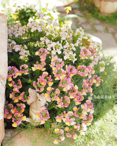 16种进口龙面花 带花香 多年生 耐寒耐热 花量大 庭院阳台室内 - 图1