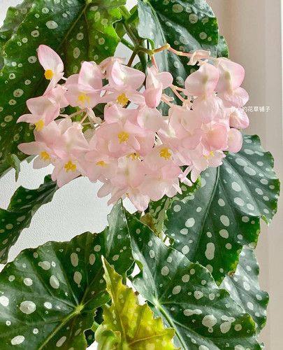 带花香！微风竹节秋海棠 耐热花叶美丽开花勤多年生 阳台室内客厅 - 图3