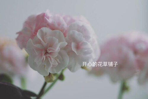 重瓣直立天竺葵盆栽苗带花苞洋绣球爆花好养阳台海棠庭院花卉 - 图1