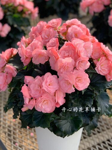 德国进口玫瑰海棠 四季海棠盆栽 多年生 耐热耐寒花期长庭院阳台 - 图1