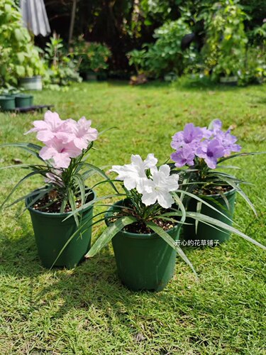 耐阴耐热 带花矮生翠芦莉盆栽 多年生 适合新手 庭院阳台花园 - 图0