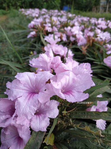 耐阴耐热 带花矮生翠芦莉盆栽 多年生 适合新手 庭院阳台花园 - 图1