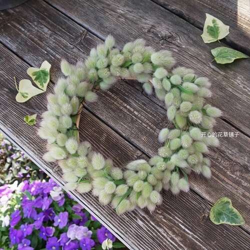 进口兔尾草盆栽 可爱尾巴 可做干花 耐寒耐热 庭院阳台花园 - 图3