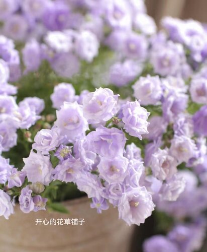 重瓣丹麦风铃草 开花多 浪漫 易养护带花苞仙气足 - 图1