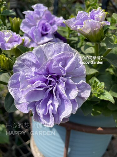矮牵牛盆栽 花量巨大 度夏容易 带花香多年生 耐热耐雨 庭院阳台 - 图2