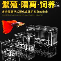 Peacock Fish Propagation Theorizer Small Fish Fish Tank Propagation Hatching Isolated Boxfish Lower cub separator anchovies incl.