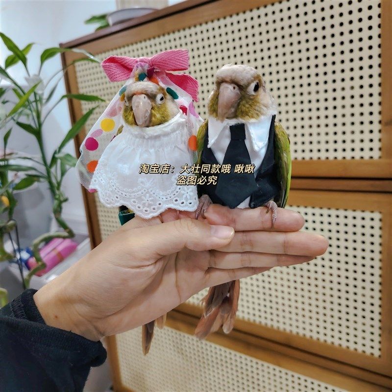 宠物鸟衣服 鹦鹉结婚装扮 婚B纱西装玄凤牡丹鹦鹉衣服鸟飞行服,淘宝优惠券,粉丝福利购,淘宝优惠卷