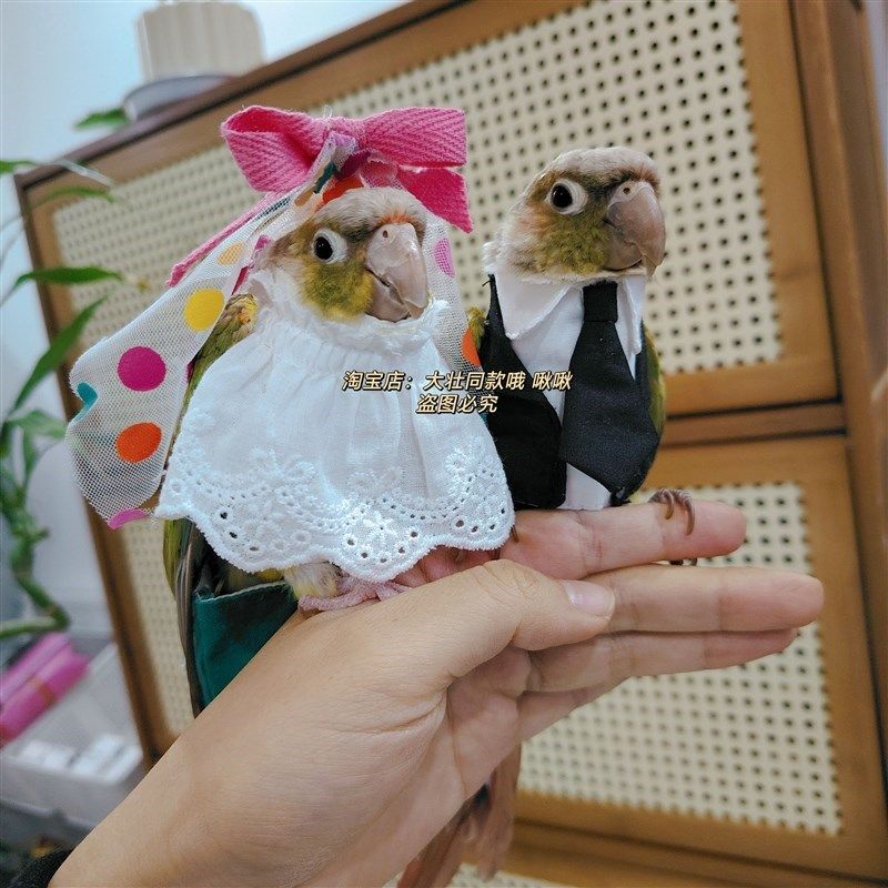 宠物鸟衣服 鹦鹉结婚装扮 婚B纱西装玄凤牡丹鹦鹉衣服鸟飞行服,淘宝优惠券,粉丝福利购,淘宝优惠卷