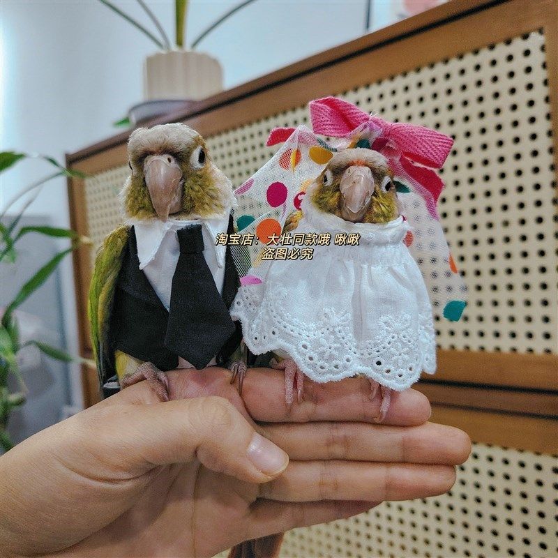 宠物鸟衣服 鹦鹉结婚装扮 婚B纱西装玄凤牡丹鹦鹉衣服鸟飞行服,淘宝优惠券,粉丝福利购,淘宝优惠卷
