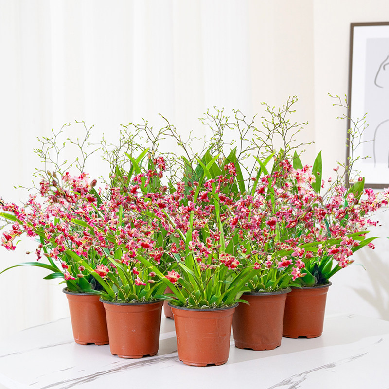 带花剑文心兰盆栽梦香兰带盆浓香型兰花桌面客厅室内花卉绿植好养,淘宝优惠券,粉丝福利购,淘宝优惠卷