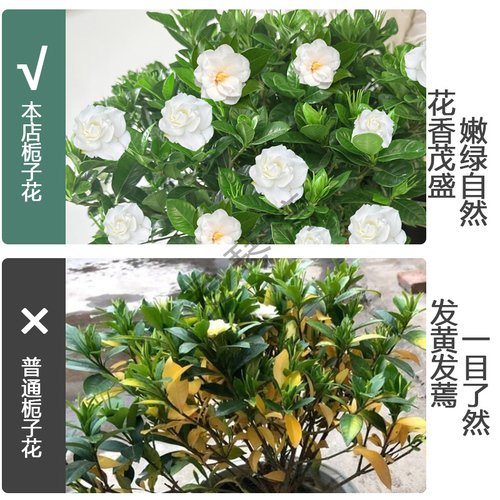 栀子花带花苞室内花卉绿植盆栽阳台水培四季开花除甲醛观叶植物