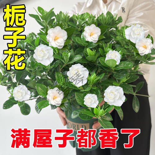 栀子花带花苞室内花卉绿植盆栽阳台水培四季开花除甲醛观叶植物