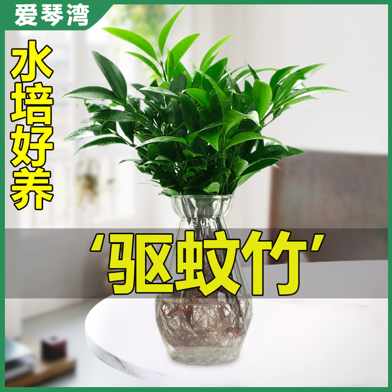 驱蚊竹柏水培室内花卉盆栽办公室桌面绿植四季常青吸甲醛净化空气 - 图0